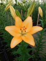 [4050 Royal Trinity No02.JPG]